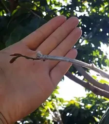 Лента для прививки Parafilm 25 мм, без перфорации, 27 м (Parafilm)