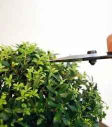 Ножницы Okatsune 201 для бонсая, 210 мм, с чехлом (KST201)