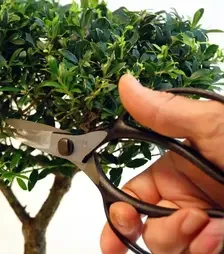 Ножницы Okatsune 221 для бонсая, 200 мм (KST221)