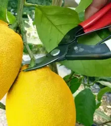 Ножницы для уборки плодов Okatsune 301 с изогнутым лезвием, 160 мм (KST301)