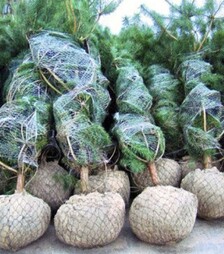 Сітка для обмотки комів Преміум, 1,2 мм, 40 см