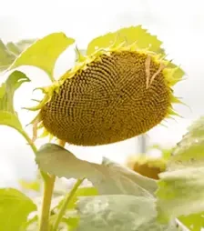 Соняшник ЛГ5687ХО, п.о. 150 тис. насінин (LG)