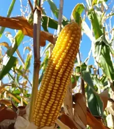 Кукуруза ЛГ31330, п.е. 50 тыс. семян (LG)