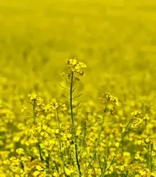 Ріпак озимий Архітект, п.о. 1 500 тис. насінин (LG)