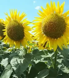 Соняшник ЛГ50797 КЛП, п.о. 150 тис. насінин (LG)