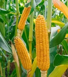 Кукурудза ЛГ31261, п.о. 50 тис. насінин (LG)