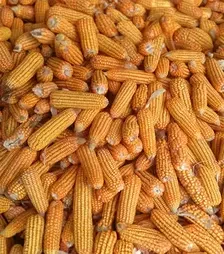 Кукуруза ЛГ31390, п.е. 50 тыс. семян (LG)