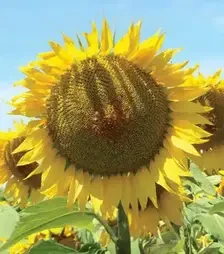 Соняшник ЛГ50455 КЛП, п.о. 150 тис. насінин (LG)