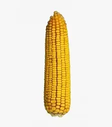 Кукурудза Дніпровський 181 СВ, п.о. 80 тис. насінин (Степова)