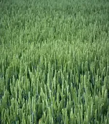 Озимая пшеница ЛГ Керамик, т (LG)