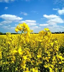 Ріпак озимий Атрікс, п.о. 1 500 тис. насінин (Агро Ритм)