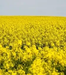 Ріпак озимий Анністон, п.о. 1 500 тис. насінин (LG)