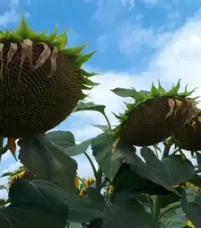 Соняшник ЛГ50480, п.о. 150 тис. насінин (LG)