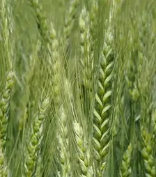 Пшениця озима Подолянка, т (Степова)