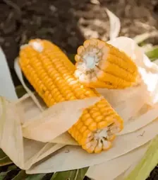 Кукуруза ЛГ31388, п.е. 50 тыс. семян (LG)