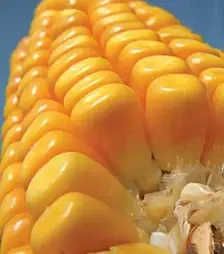 Кукуруза ЛГ3350, п.е. 50 тыс. семян (LG)