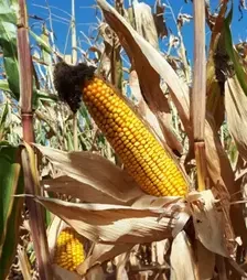 Кукурудза ЛГ31272, п.о. 50 тис. насінин (LG)