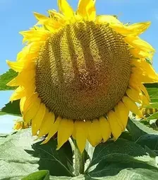 Соняшник ЛГ50635 КЛП, п.о. 150 тис. насінин (LG)