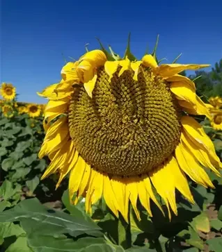 Соняшник ЛГ50625, п.о. 150 тис. насінин (LG)