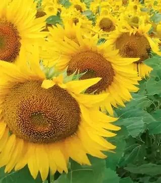 Подсолнечник ЛГ5543 КЛ, п.е. 150 тыс. семян (LG)