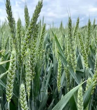 Озимая пшеница ЗУ Виллем, т (Saaten Union)