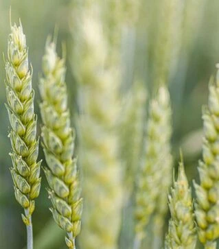 Пшениця озима Калбекс, т (Selgen)