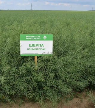 Озимый рапс Шерпа, п.е. 1 500 тыс. семян (Lembke)
