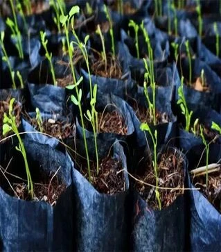 Рукав&nbsp;для&nbsp;розсади&nbsp;поліетиленовий,&nbsp;40&nbsp;мкм,&nbsp;100&nbsp;мм,&nbsp;200&nbsp;м&nbsp;(190113)