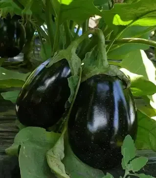 Семена баклажана Чемодан F1, п.е. 1 тыс. семян (Spark Seeds)