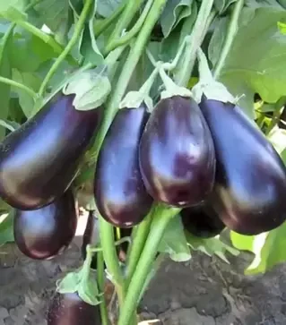 Насіння баклажану KS 1258 F1, п.о. 1 тис.  насінин (Kitano Seeds)