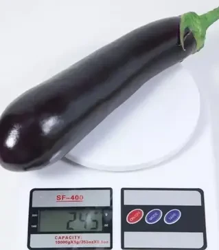 Насіння баклажану KS 5070 F1, п.о. 1 тис.  насінин (Kitano Seeds)