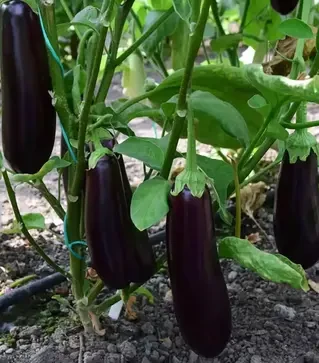 Насіння баклажану Честер F1, п.о. 500 насінин (Ergon)