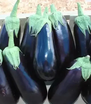 Насіння баклажану Вернала F1, 1000 (Hazera)