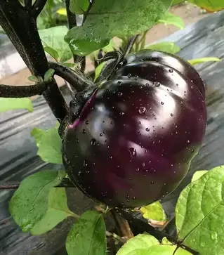 Насіння баклажану Джаза F1, п.о. 100 насінин (Spark Seeds)