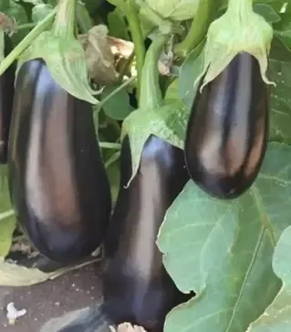 Семена баклажана Мадалены F1, п.е. 1 тыс. семян (Hazera)