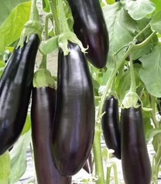 Семена баклажана Тети F1, п.е. 1 тыс. семян (Sais)