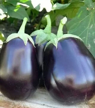 Насіння баклажану Шеріл F1, п.о. 1 тис. насінин (Rijk Zwaan)