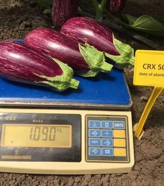 Насіння баклажану CRX 50141 F1, п.о. 1 тис насінин (Cora Seeds)