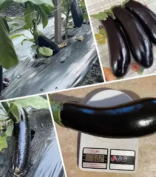 Семена баклажана Мила F1, п.е. 1 тыс семян (Spark Seeds)