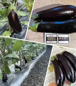 Семена баклажана Мила F1, п.е. 1 тыс семян (Spark Seeds)