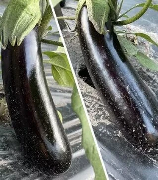 Семена баклажана Мила F1, п.е. 1 тыс семян (Spark Seeds)