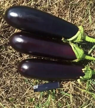 Насіння баклажану Мірінда F1, п.о. 1 тис насінин (Spark Seeds)