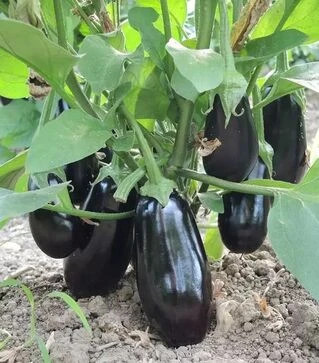 Семена баклажана Октавия F1, п.е. 1 тыс семян (Clause)