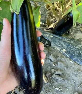 Семена баклажана Честер F1, п.е. 1 тыс семян (Ergon)