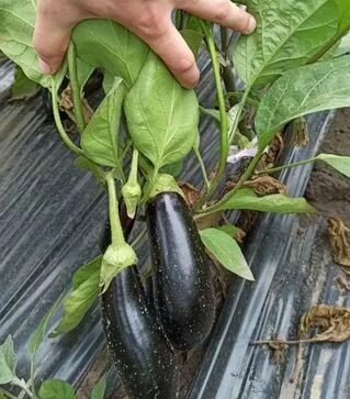 Семена баклажана Честер F1, п.е. 1 тыс семян (Ergon)