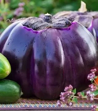 Насіння баклажану Флоренція, 500 г (Hortus)