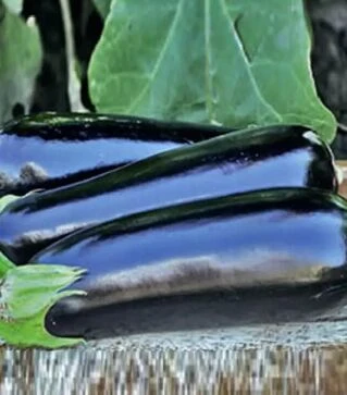 Насіння баклажану Анатолія F1, п.о. 1 тис. насінин (Rijk Zwaan)