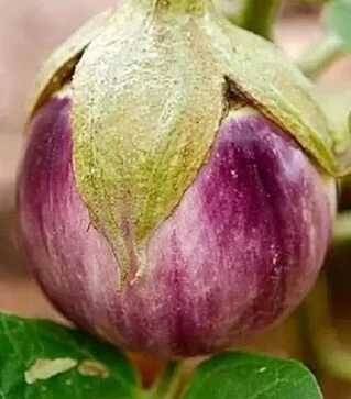 Насіння баклажану Б`янка Смуфаті ді Роса, 500 г (Hortus)