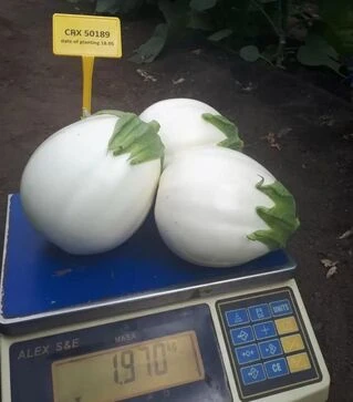 Семена баклажана CRX 50189 F1, п.е. 1 тыс. семян (Cora Seeds)