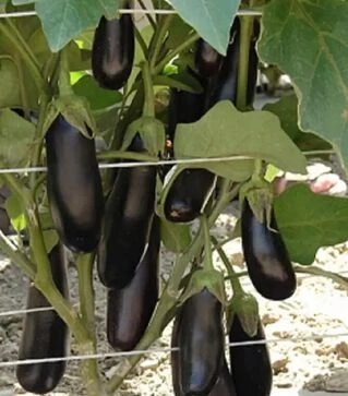 Насіння баклажану Дестан F1, 10 г (Enza Zaden)